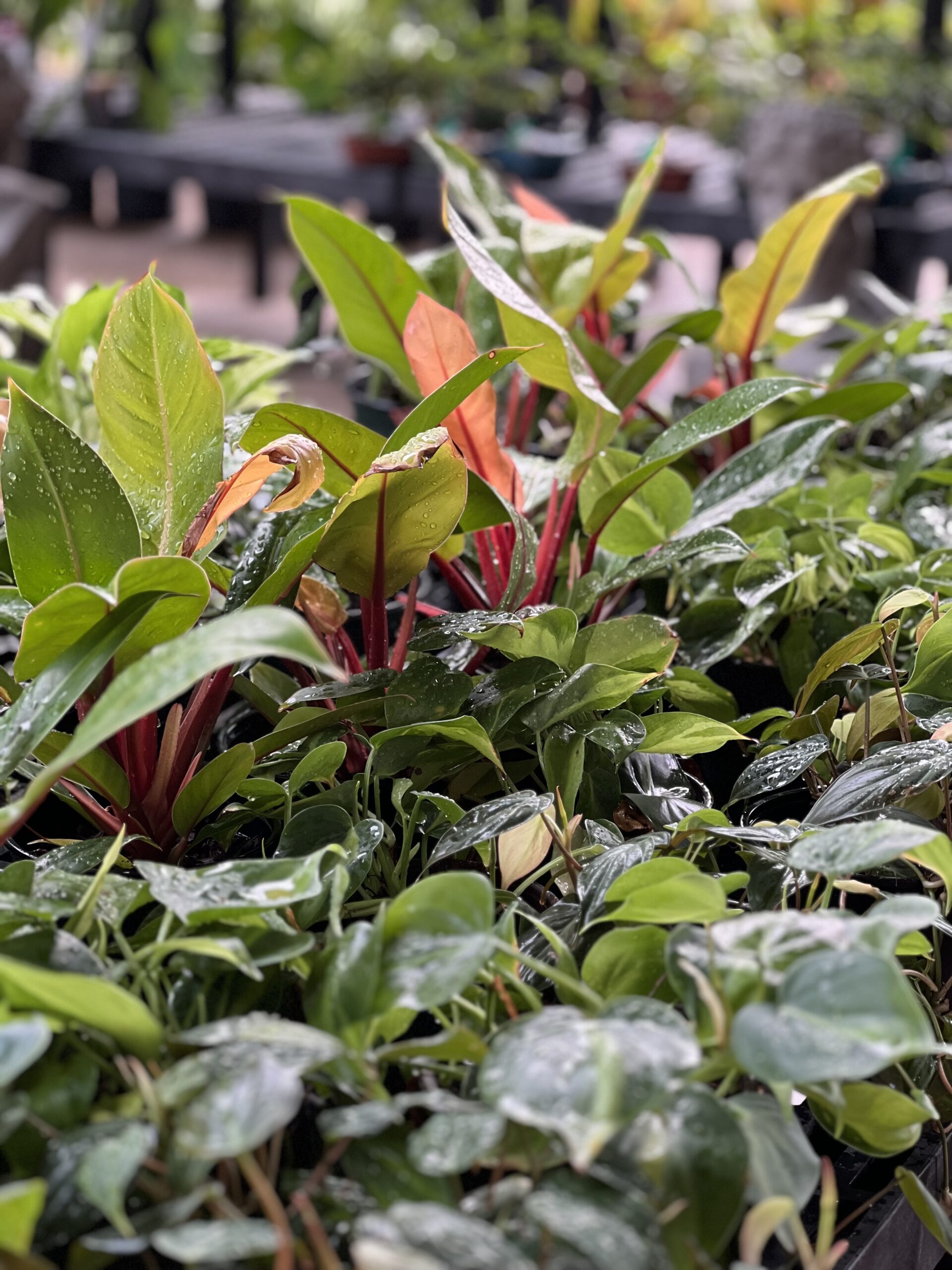 IMG_5155 2024-08-08 19_40_53