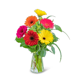 Sunny Gerbera