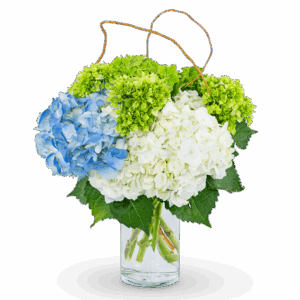 Hydrangea Perfection