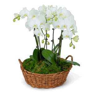 Serenity Orchid Plant