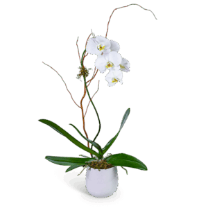 Whispering Phalaenopsis Orchid