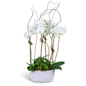 Fifth Avenue Triple Orchid