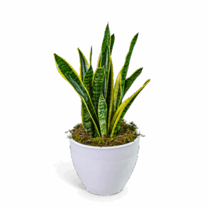 Snake Plant in Ceramic