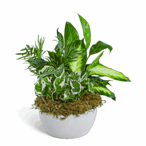 Zen Dish Garden