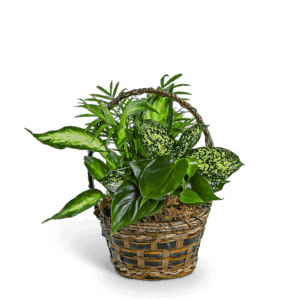 Tranquil Dish Garden in Basket