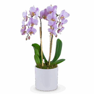 Phalaenopsis Orchid