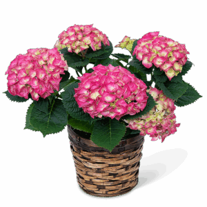 Pink Hydrangea Plant
