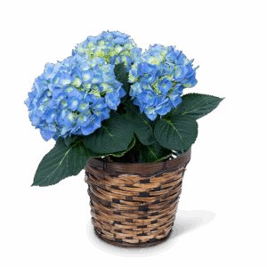 Blue Hydrangea Plant