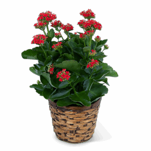 Red Kalanchoe Plant