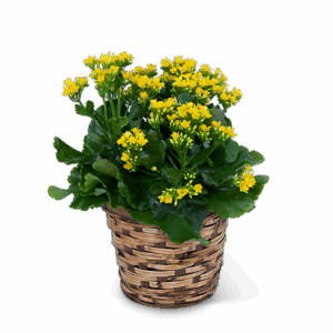 Yellow Kalanchoe Plant