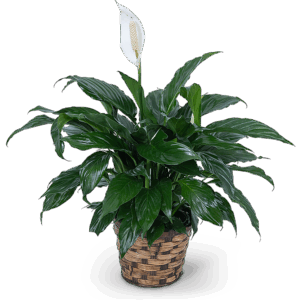 Peace Lily Plant