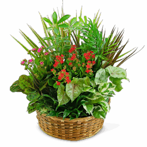 Large Blooming Dish Garden