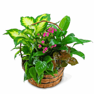 Medium Blooming Dish Garden