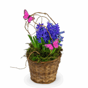 Hyacinth Plant in Basket