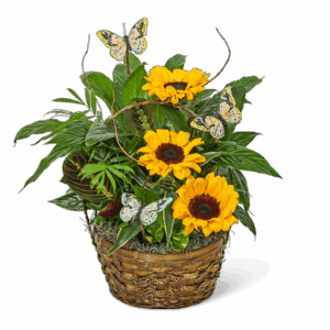 Dish Garden with Sunflowers and Butterflies