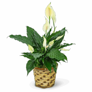 Tranquility Peace Lily Plant