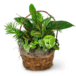 Evergreen Oasis Dish Garden