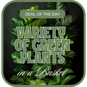 Designer's Choice - Variety of Green Plants