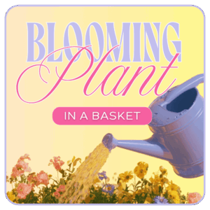 Florist's Choice of Blooming Plant